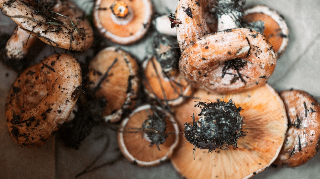 Photo mushroom recipes